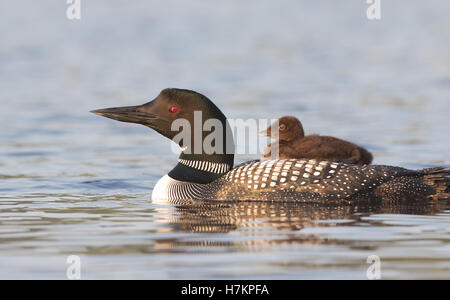 Eine gemeinsame loon Schwimmen mit einem Küken auf dem Rücken in Kanada Stockfoto