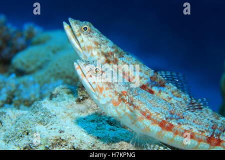 Bunte Eidechsenfisch (Synodus Variegatus) auf sandigen Boden des Roten Meeres Stockfoto