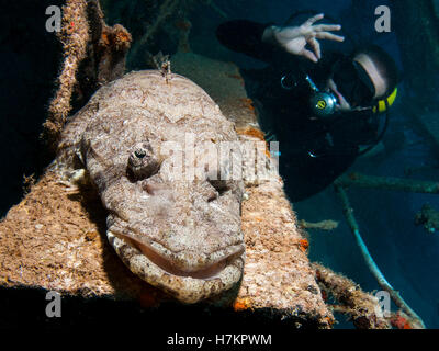 Beaufort Krokodil Fisch (Cymbacephalus Beauforti). Die flache Körperform und Färbung helfen, es in den Meeresboden zu verschmelzen. Eine scu Stockfoto