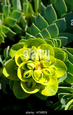 Myrte-Wolfsmilch (Euphorbia Myrsinites), Oregon Garten, Silverton, Oregon Stockfoto