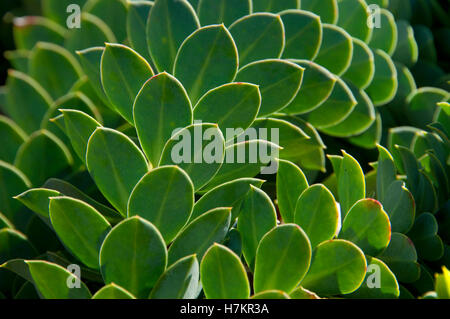 Myrte-Wolfsmilch (Euphorbia Myrsinites), Oregon Garten, Silverton, Oregon Stockfoto