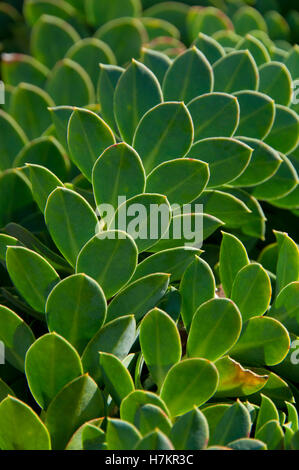 Myrte-Wolfsmilch (Euphorbia Myrsinites), Oregon Garten, Silverton, Oregon Stockfoto