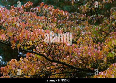 Japanischer Hartriegel Stockfoto