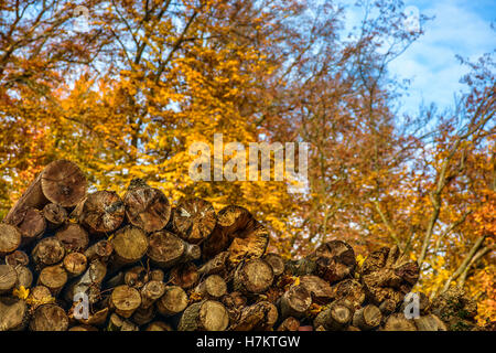 Gelbe trocken gehackte Nadelbaum Brennholz anmeldet Herbst Wald-Hintergrund Stockfoto