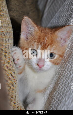 kleine süße Ingwer Kätzchen spielen in die Kissen auf dem sofa Stockfoto