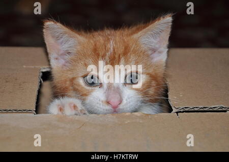 Ingwer Kätzchen spielen in einer Box, süße Katze Stockfoto