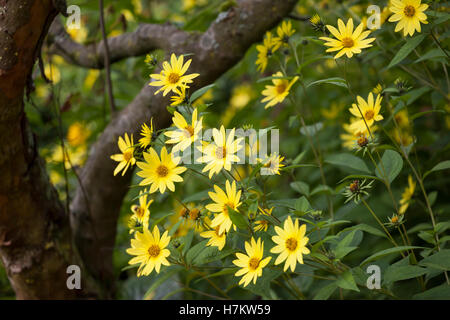 Helianthus Lemon Queen in Blüte, England, Großbritannien Stockfoto