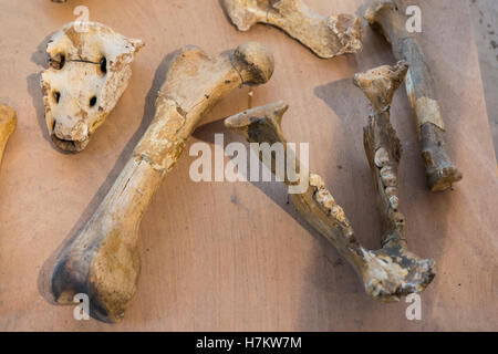 Details des Skeletts eines fossilen Bären Stockfoto