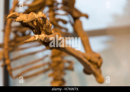 Details des Skeletts eines fossilen Bären Stockfoto