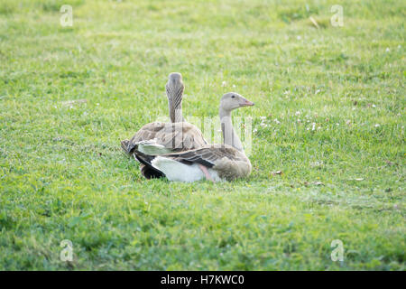 Zwei Graugänse auf dem grünen Rasen. Tierwelt Natur Szene mit Vögel zum Entspannen in einer Sommerwiese. Stockfoto