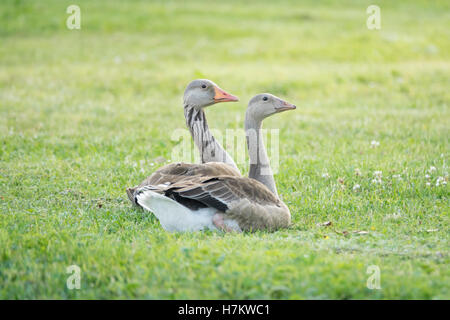 Zwei Graugänse auf dem grünen Rasen. Tierwelt Natur Szene mit Vögel zum Entspannen in einer Sommerwiese. Stockfoto