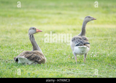 Zwei Graugänse auf dem grünen Rasen. Tierwelt Natur Szene mit Vögel zum Entspannen in einer Sommerwiese. Stockfoto