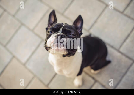 Young Boston Terrier mürrisch Grimasse und blickte in die Kamera Stockfoto