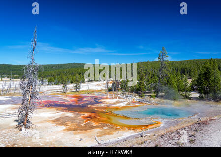 Bunte Frühlings- und bewaldete Landschaft gesehen von Firehole Lake Drive im Yellowstone National Park Stockfoto