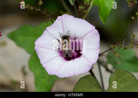 Ein Honigbienenarbeiter sammelt Nektar aus einer Kletterpflanze Morning Glory (Ipomoea sp.) weiße Blume mit tiefen violetten Kehlen Stockfoto