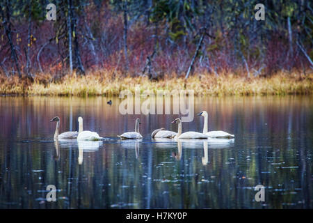 Schwanenpaar mit älteren Cygnets auf einem Teich in der Nähe von Haines, Alaska im Herbst mit Bäumen im Wasser reflektiert gedeckt. Stockfoto