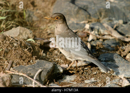 Eurasischen Amsel, Turdus merula, weiblich, sinhagad Valley, Western Ghats, Maharashtra, Indien. Stockfoto