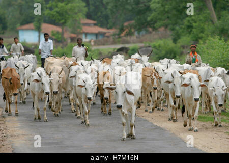 Rinder gehen obwohl die Straße, Dorf khatia, Madhya Pradesh, Indien Stockfoto