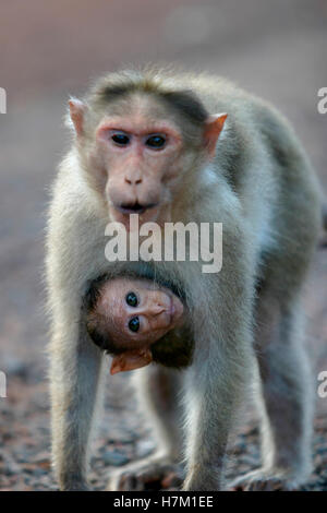 Mutter und junges — Rhesus-Affen. Stockfoto