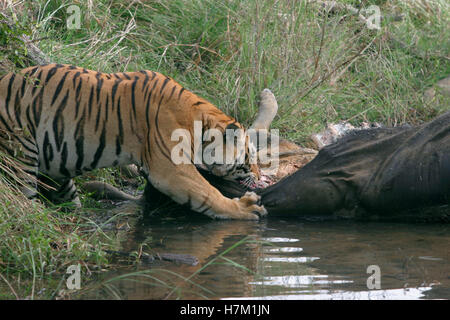 Männliche Tiger, Panthera tigris, essen Gaur, Kanha Nationalpark, Madhya Pradesh, Indien Stockfoto