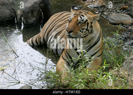 Männliche Tiger, Panthera tigris, Kanha Nationalpark, Madhya Pradesh, Indien Stockfoto