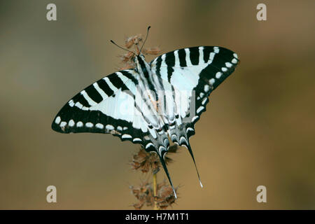 Spot-Schwertträger Schmetterling Graphium Nomius, Indien Stockfoto