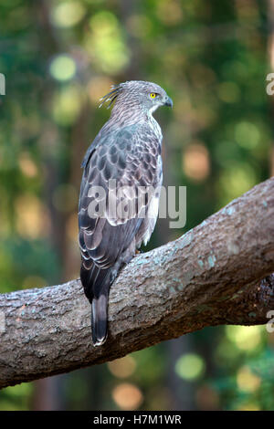 Veränderbare Hawk Eagle (Spizaetus Cirrhatus), Kanha Madhya Pradesh, Indien Stockfoto