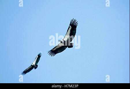 Weißer-Rumped Geier, abgeschottet Bengalensis, im Keoladev Nationalpark, Bharatpur, Rajasthan, Indien. Stockfoto