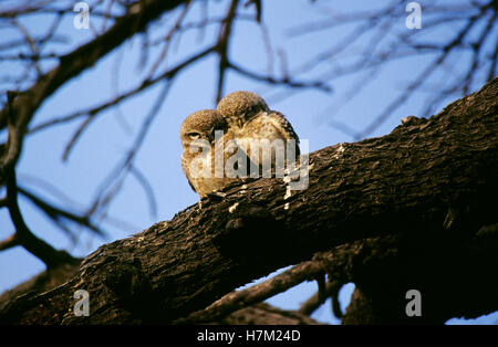 Gefleckte Owlet, Athene Brama am Keoladev National Park, Bharatpur, Rajasthan, Indien. Stockfoto