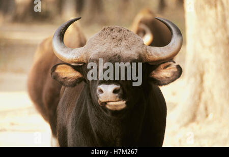 Der Gaur oder indische Bison, Bos Gaurus, im Kanha National Park, Madhya Pradesh, Indien. Stockfoto