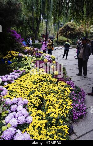 Jinan, Jinan, China. 6. November 2016. Jinan, CHINA-November 6 2016: (nur zur redaktionellen Verwendung. CHINA HERAUS). Die Chrysantheme-Ausstellung in Jinan, der Hauptstadt der ostchinesischen Provinz Shandong, 6. November 2016. Die Chrysantheme Blumen blühen im Baotu Frühling Park in Jinan, Scharen von Touristen anzieht. Bildnachweis: SIPA Asien/ZUMA Draht/Alamy Live-Nachrichten Stockfoto