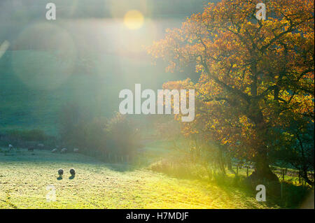 Builth Wells, Powys, Wales, UK. 7. November 2016. Schafe weiden in einer frostigen Wiese in der Nähe von Builth Wells, Powys, Wales, UK. Die Temperaturen sanken zum Gefrierpunkt letzte Nacht in Mid Wales. © Graham M. Lawrence/Alamy-Live-Nachrichten. Stockfoto