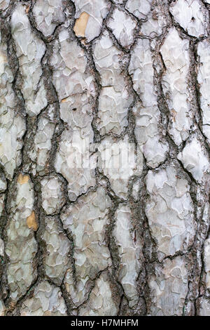 Pinus Sylvestris Baumrinde. Stockfoto