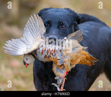 Schwarzer Labrador holt Rebhuhn auf Spielschießen in Norfolk Mitte November ab Stockfoto