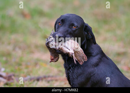 Schwarze Labrador abrufen Rebhuhn auf schießen Mitte November Stockfoto