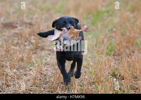 Schwarzer Labrador holt Rebhuhn auf Spielschießen in Norfolk Mitte November ab Stockfoto