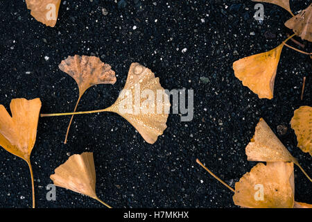 Nass, orange, gelb, verwesenden Ginko-Blätter, die auf den Boden, auf einem Bürgersteig Asphalt im Herbst an einem regnerischen Tag in Seattle gefallen haben Stockfoto