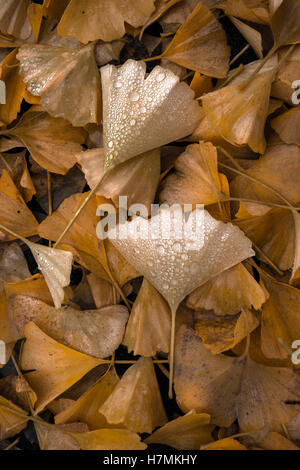 Nahaufnahme der nassen Ginko-Blätter, die an einem regnerischen Tag in Seattle im Herbst auf den Boden gefallen sind, oder fallen Stockfoto