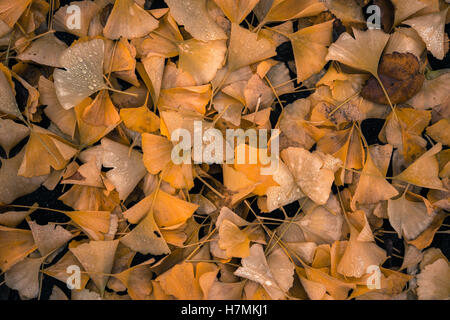 Nass, gefallenen Ginko Laub auf dem Boden mit Wassertropfen an einem regnerischen Tag in Seattle im Herbst Stockfoto