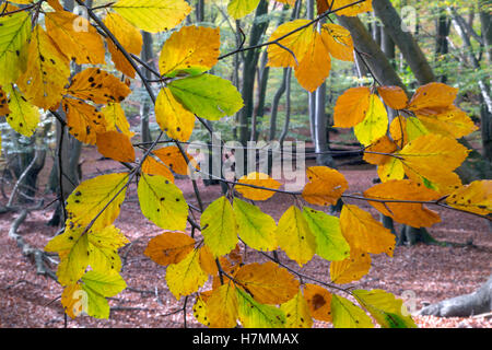 Buche Fagus sylvatica in Epping Forest Essex UK Herbst Stockfoto