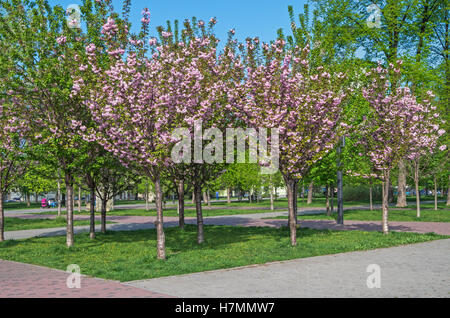 Rosa Sakura Blumen im Stadtpark blühen im zeitigen Frühjahr Stockfoto