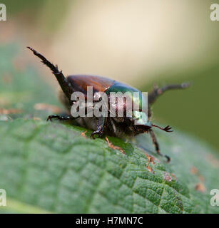 Japanische Käfer, die ein Weinblatt gegessen hat Stockfoto