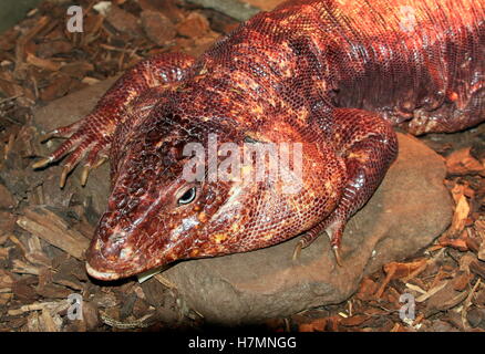 Argentinische Rieseneidechse rote Teju (Tupinambis saniert, Salvator saniert) Stockfoto