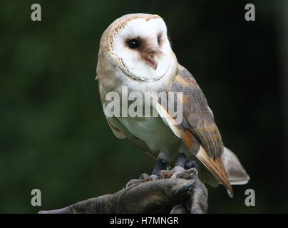 Europäische Schleiereule (Tyto Alba) in Nahaufnahme, gehalten durch ein Falkner (Handschuh) Stockfoto