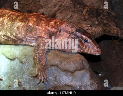 Argentinische Rieseneidechse rote Teju (Tupinambis saniert, Salvator saniert) Stockfoto