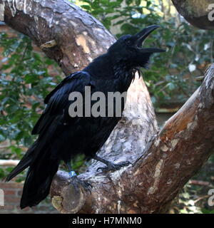 Krächzenden Reife eurasischen Raven (Corvus Corax) Stockfoto