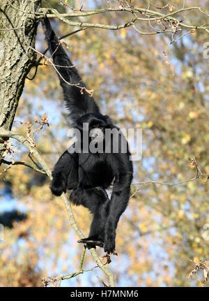 Ältere männliche Southeast Asian Siamang Gibbon hoch oben in einem Baum (Symphalangus Syndactylus, auch Hylobates Syndactylus) Stockfoto