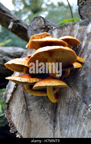 Ein Cluster von Honig Pilze (Armillaria Mellea) wächst auf Holz in der New Forest Nationalpark Hampshire, UK Stockfoto