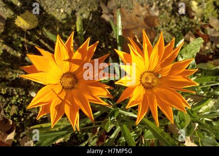 Zwei Gazanien Blumen, mit einem asiatischen Käfer drauf Stockfoto