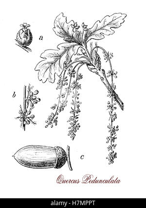 Pedunculate Eiche ist ein großer Laubbaum der dickste Baum in Great Britain: Morphologie der Blätter, Blüten (Catkin) und pedunculate Früchte (Eicheln) Stockfoto